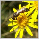 Lasioglossum cf calceatum - Furchenbiene m03.jpg